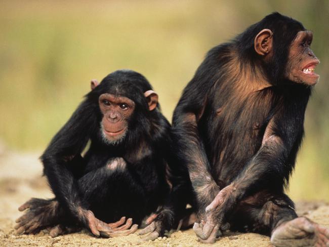 Two chimpanzees sitting on sand in Kenya.