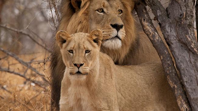 ESCAPE TRAVEL GEORGE GREGAN DECEMBER 1: Male Lion (Panthera leo) and Lioness in Kruger National Park. Picture: Thinkstock
