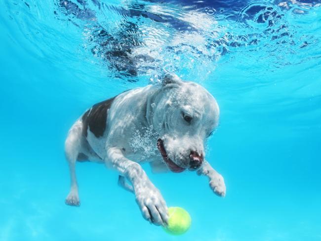 Underwater Dogs Kids Edition: Photos by Seth Casteel