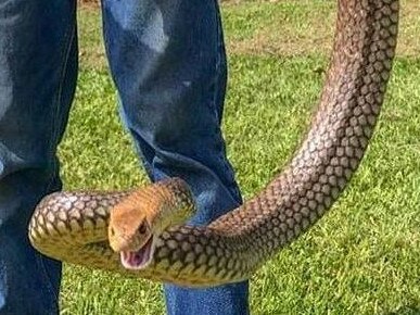 Snake catcher Rhys Chapman with the massive eastern brown snake. Picture: Rhys Chapman Wildlife Services | Facebook