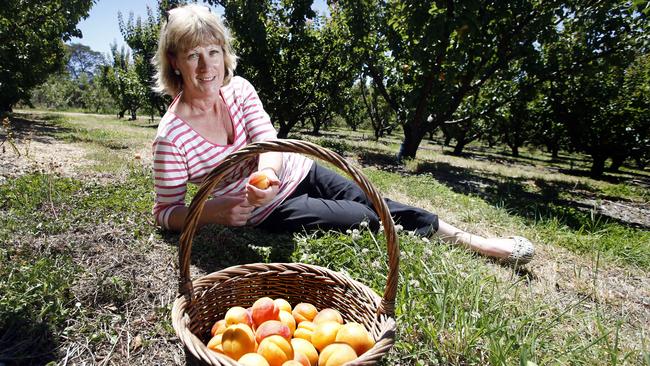 Lowina Orchards near Campania Apricot and cherry orchard. picture of co owner Denise Newnham with some apricots, Picture;KIM EISZELE