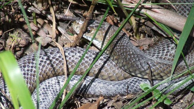 Mr Harrison said snake breeding season was due to start soon.