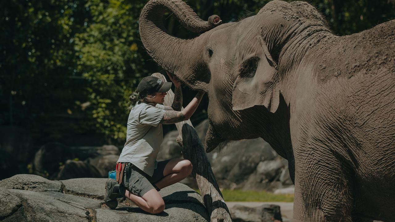 Auckland Zoo elephant keeper Emma performing a quick check of Elephant Burma's mouth. Picture: Auckland Zoo.