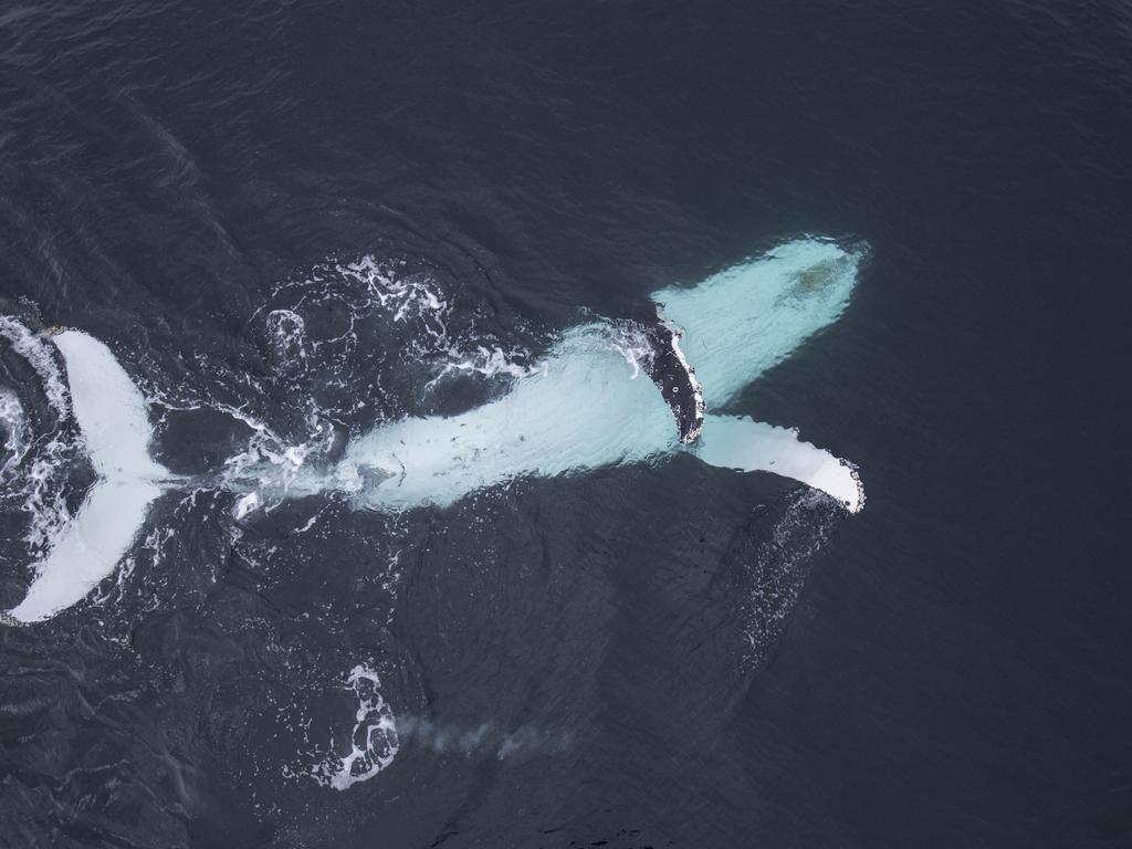 He said: “I am already conditioned to whale behaviour, they are extremely self aware and also very gentle animals, it is very rare to see a whale show aggressive behaviour, unless you go close to their calves.“ Picture: Craig Parry/Barcroft/Getty<br/>                  <br/>