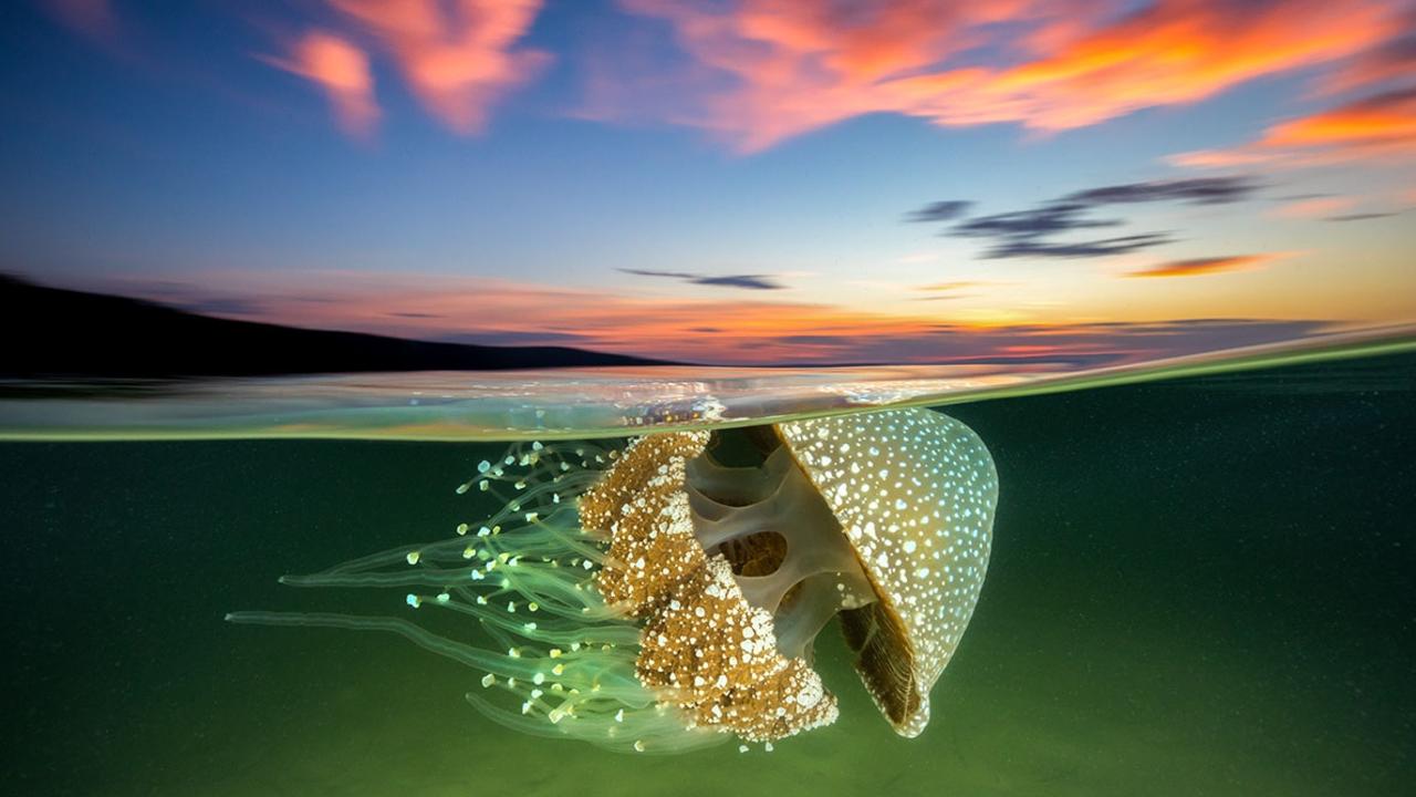 A white spotted jellyfish glides in the current as the sun sets over Jervis Bay.