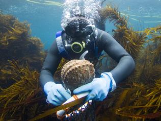 TasWeekend Magazine. Strictly one-use only. Purchased picture by Stu Gibson for TasWeekend's Day in the Life of an Abalone Diver story. The diver showed in pix is James Polanowski