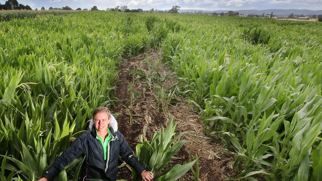 Tasmanian farmer mows crop maze tribute to local cycling hero Richie ...