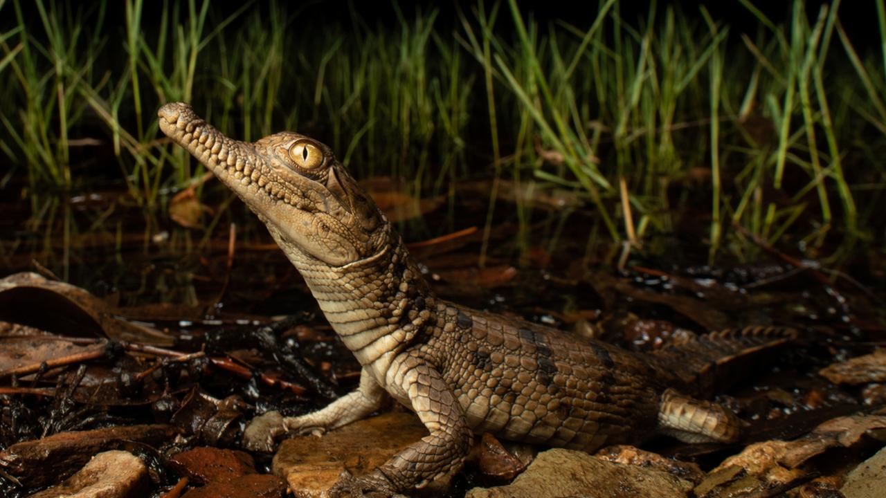 Outback in Focus photography competition finalist. Freshwater crocodile photographed in the flooded areas of Lake Moondarra, near Mount Isa, by Jannico Kelk.