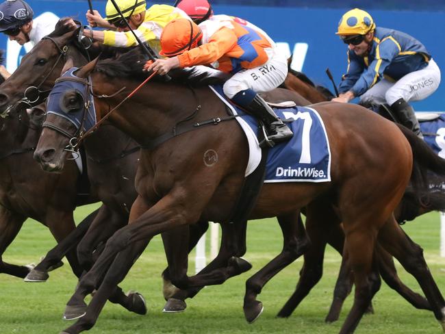 Cuban Royale is on track to make it a hat-trick at Rosehill on Saturday. Picture: Grant Guy