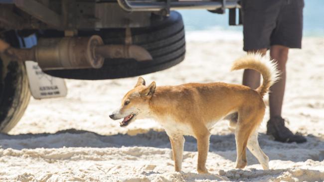 A dingo looks for food among four wheel drives on the east coast of Fraser Island. Picture: Lachie Millard