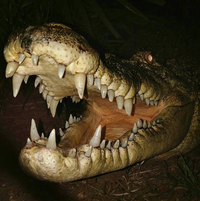 The big croc welcome at Crocodylus Park.