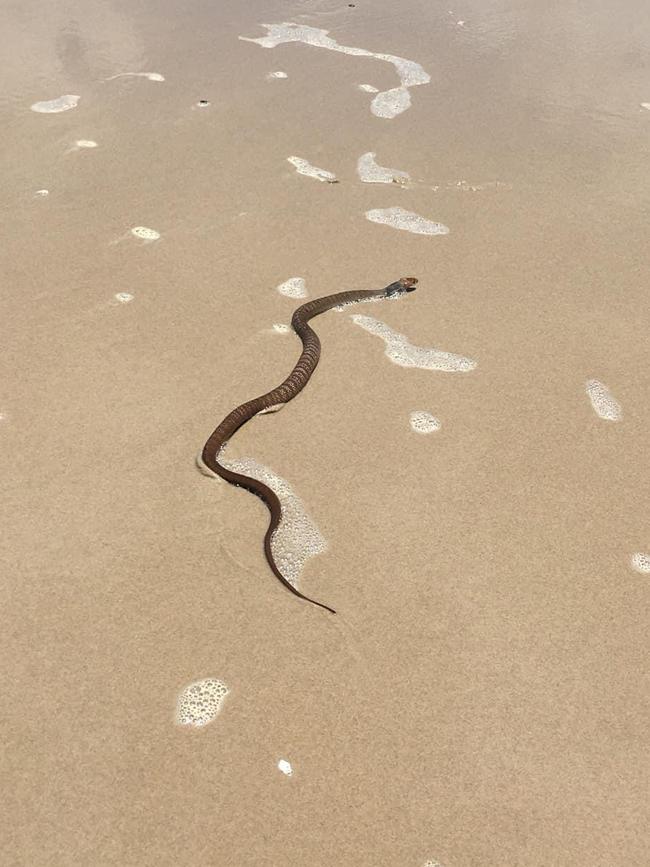 An eastern brown snake washed up on Sharpe's Beach on January 28.