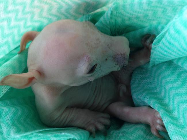 Two young guys find a dead wombat on the side of the road in Blanchetown, see something moving inside its tummy - cut open the wombat to reveal a live wombat baby. They captured the whole thing on video