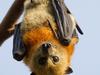 Fears for bats as southeast set to swelter