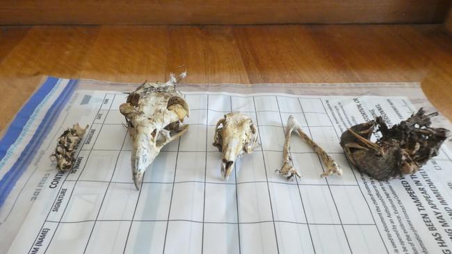 A man was sentenced to a pitifully lenient 14 days in jail over the poisoning of hundreds of wedge-tailed eagles in East Gippsland. Picture: Supplied/DELWP