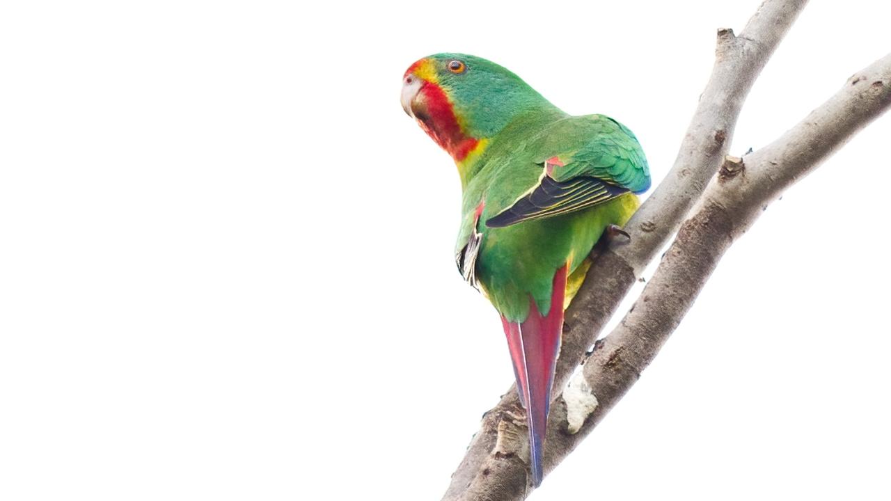 The critically-endangered Swift Parrot, the rarest parrot in the world, has been spotted in Toowoomba near Picnic Point. Photo by Mitchell Roberts.