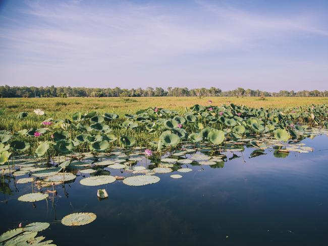 Yellow Water in Kakadu National Park. Picture: Tourism Australia/Ellenor Argyropoulos