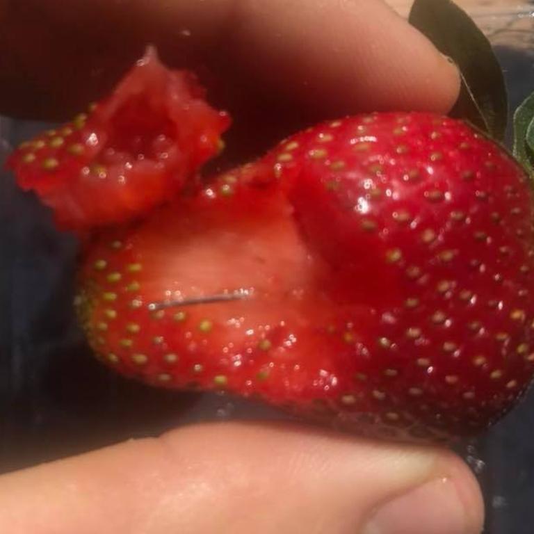 One of the strawberries found with a needle on a supermarket shelf. Picture: Facebook/Joshua Gane