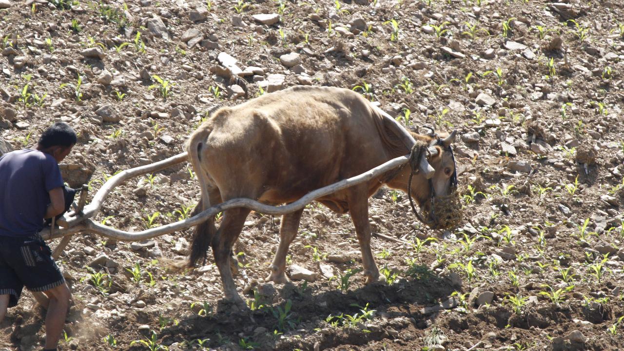 North Korea’s farms are in dire straits. Picture: Chen Hao