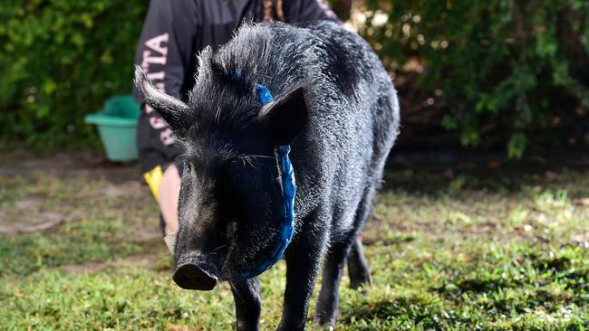 Missy the Razerback pig. Picture: Shae Beplate.