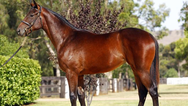 Winx as a yearling.