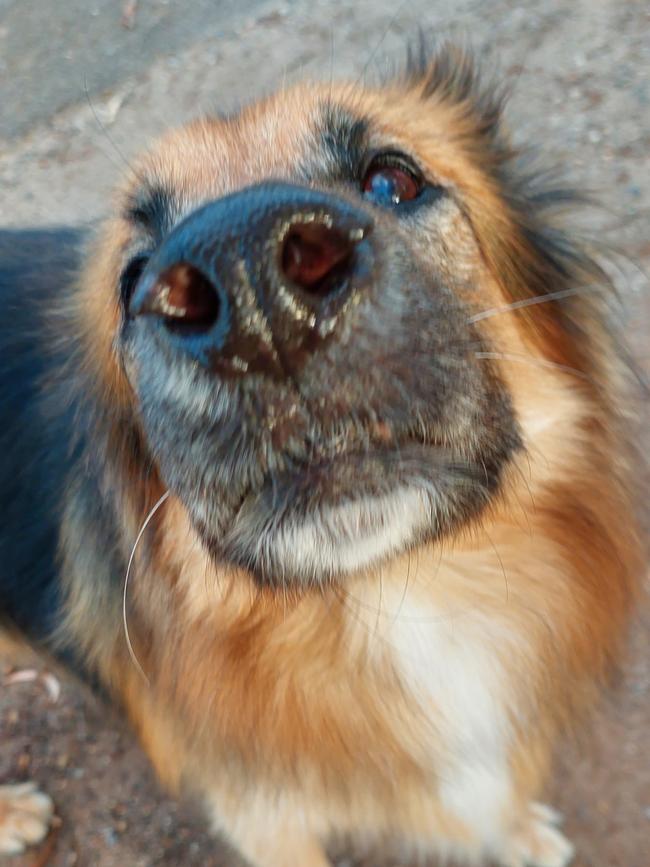 Roxy the german shepherd, sent in by Jamie Hoskins, Houghton. Dog