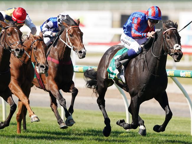 Michael Walker rides Prince Of Arran to victory in the Geelong Cup.