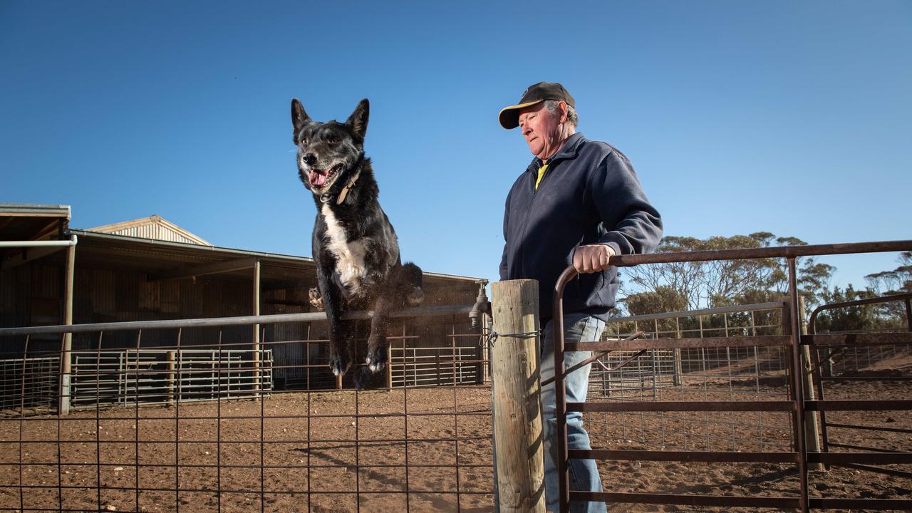 Grantley Doecke, 65, with his dog Max in Sutherlands, South Australia had to sell the last of his sheep as he could no longer feed them. “I know it’s dry out here but the past few years, it’s just been relentless,’ he says. September, 2019. Picture: Brad Fleet