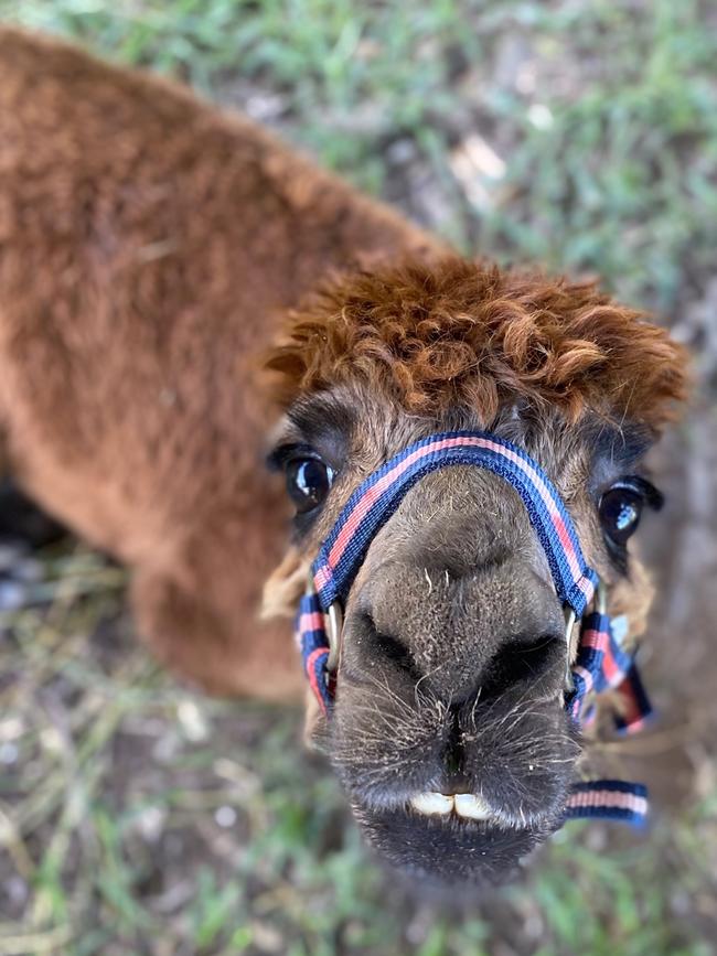 Chiff the alpaca, who was attacked by wild dogs.