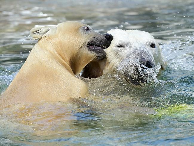 Sea World's baby Polar Bear Henry celebrates his very first Christmas at Polar Pre-School with his mum Leah. Pics Adam Head