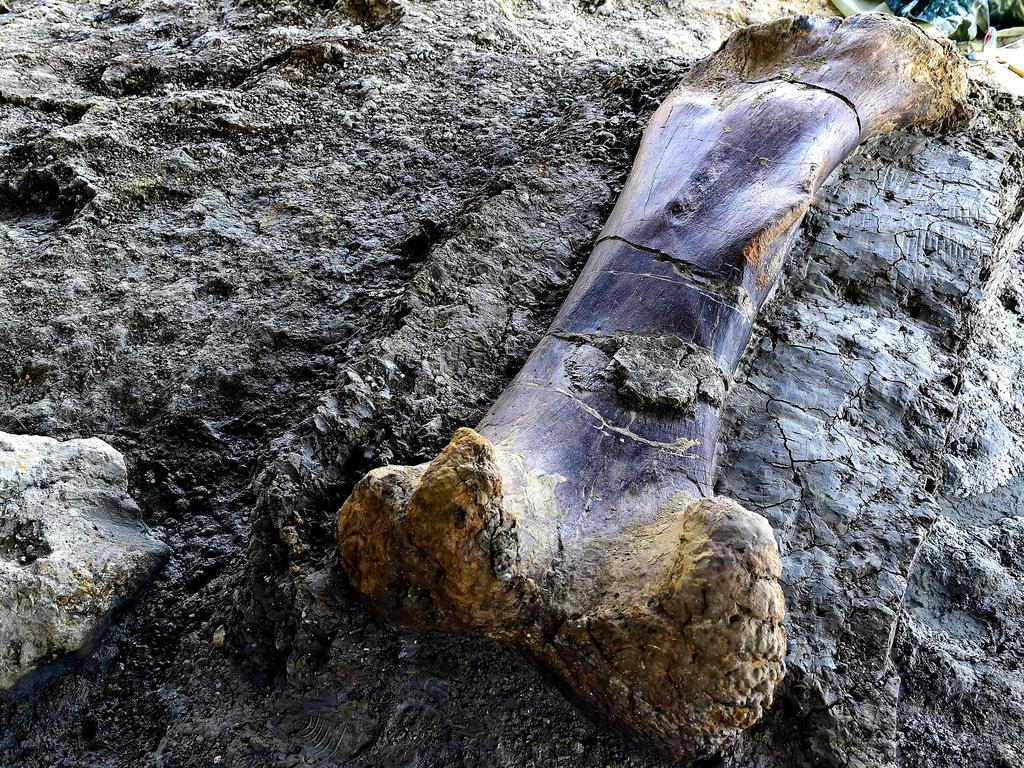 The femur weighs approximately 500 kilos. Picture: Georges Gobet/AFP