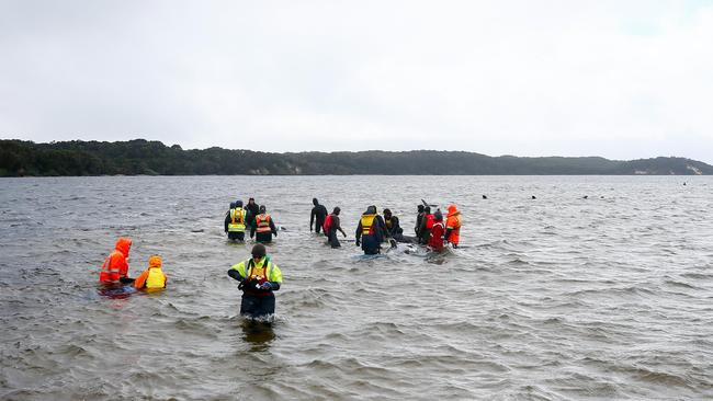 Rescuers from a range of organisations work to save some of the 470 pilot whales that became stranded in Macquarie Harbour at Strahan. Day 3. September 23, 2020. Picture: PATRICK GEE