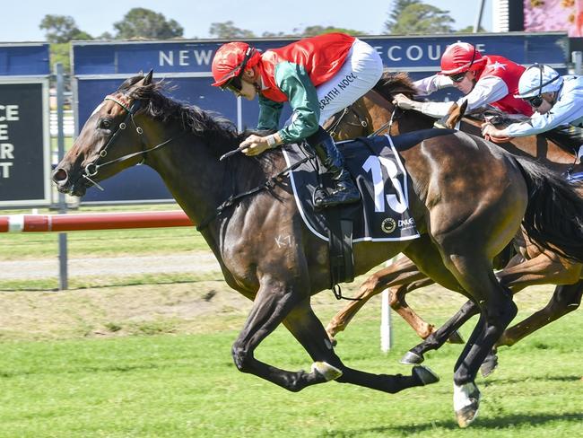 Zizette can continue her good form with another win at Newcastle. Picture: Bradley Photos