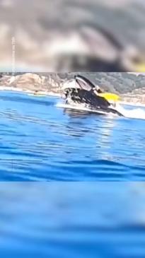 Kayakers being engulfed by humpback while whale-watching