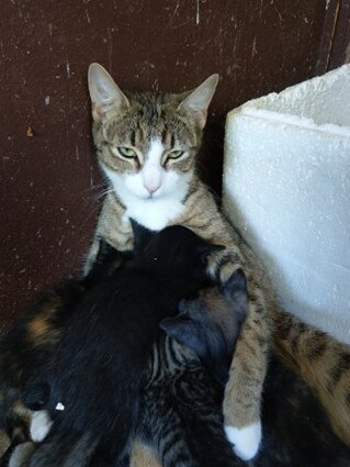 A growing number of pregnant cats and their litters are being dumped outside shelters in western NSW. Picture: Animal Welfare League Dubbo