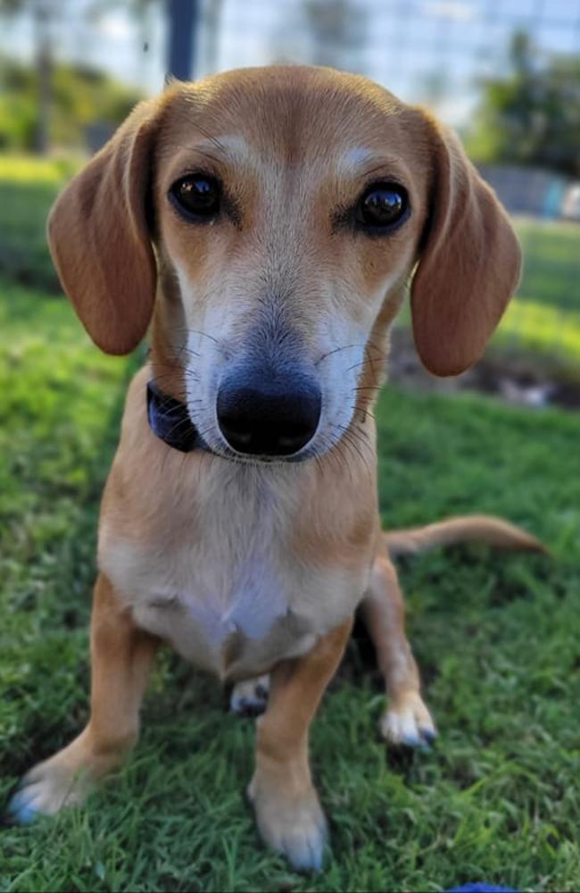 Bee: Sarah James’ 1 year old Miniature Dachshund x Jack Russell