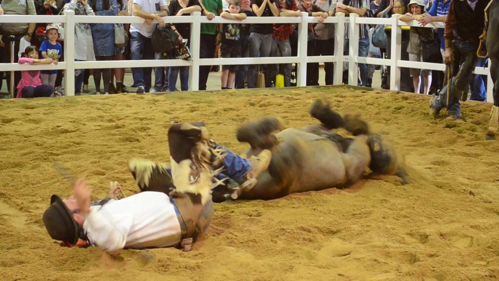 EKKA: A place to meet animals