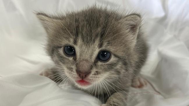 Tiny kittens, puppies and other pets thrown in the trash