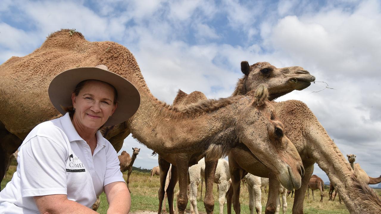 Lauren Brisbane from QCamel have been producing high quality camel milk from her stock of camels.