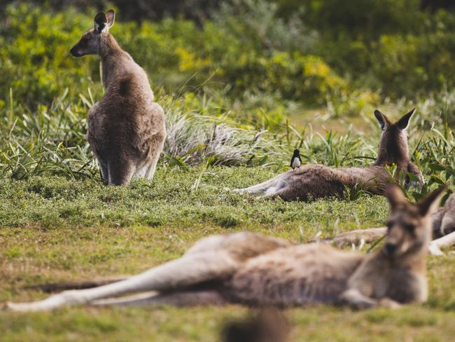 Kangaroos relaxing in Yuraygir National Park near Red Cliff.Photo - Destination NSWEscape 24 Nov 2024one time use in Escape