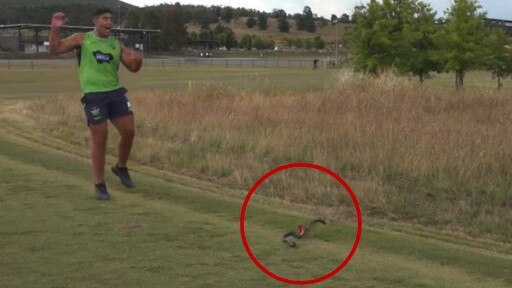 Canberra Raiders epic snake prank