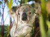Return of a much-loved Aussie favourite
