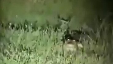 Dayne Barker, 14, filmed this croc on the side of Hennessy St/Bucasia Dump Rd as he and his family were returning from their local supermarket.