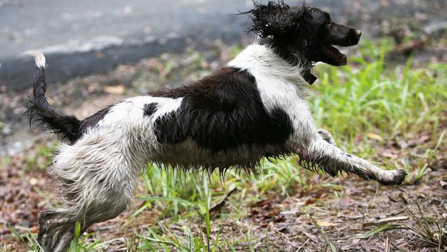 Cadaver dog Wags who was part of the fresh police dig in November 2021. Picture: NewsWire/Peter Lorimer.