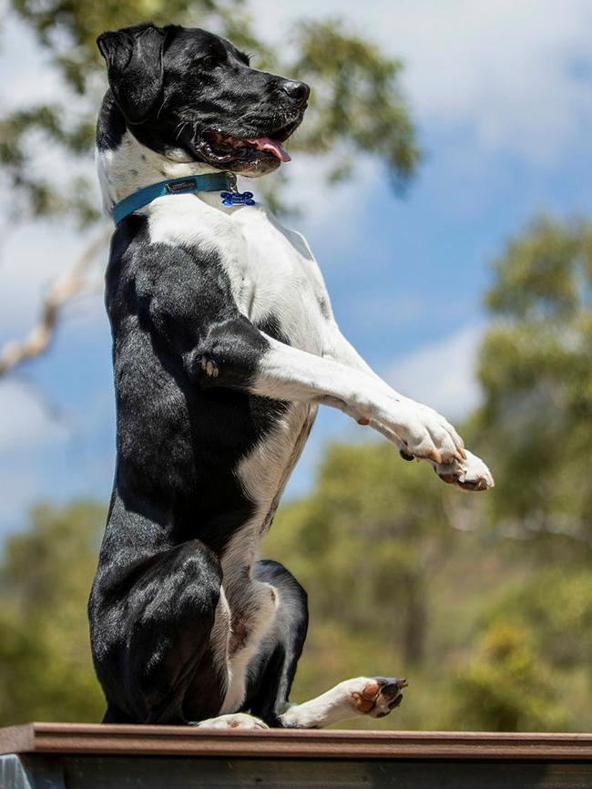 Explosive Detection Dog Pablo from the 3rd Combat Engineer Regiment, at Lavarack Barracks, Townsville on September 20, 2022. Picture: BDR Guy Sadler