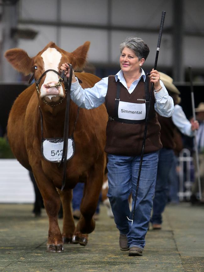 Rita Canning from Mavstar Simmentals at Mt Myamyn showing her Supreme Champion Interbreed, Picture Yuri Kouzmin