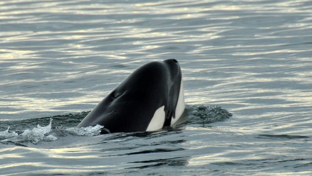 A killer whale in the Great Sandy Strait on Thursday. Picture: Sea World