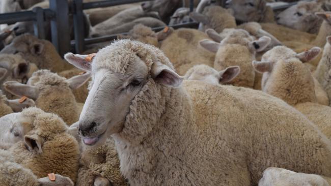 First-cross ewes with lambs at foot fetched $561 on AuctionsPlus in November. The price achieved was a new online record for the platform.