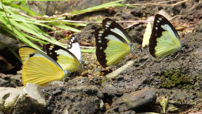 A Yellow Albatross (Appias paulina) butterfly (pictured left) with Caper Gull (Cepora perimale) butterflies. Picture: Chris Burwell