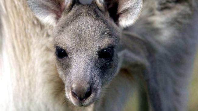 A quota to cull almost 200,000 Victorian roos has been set for 2021.